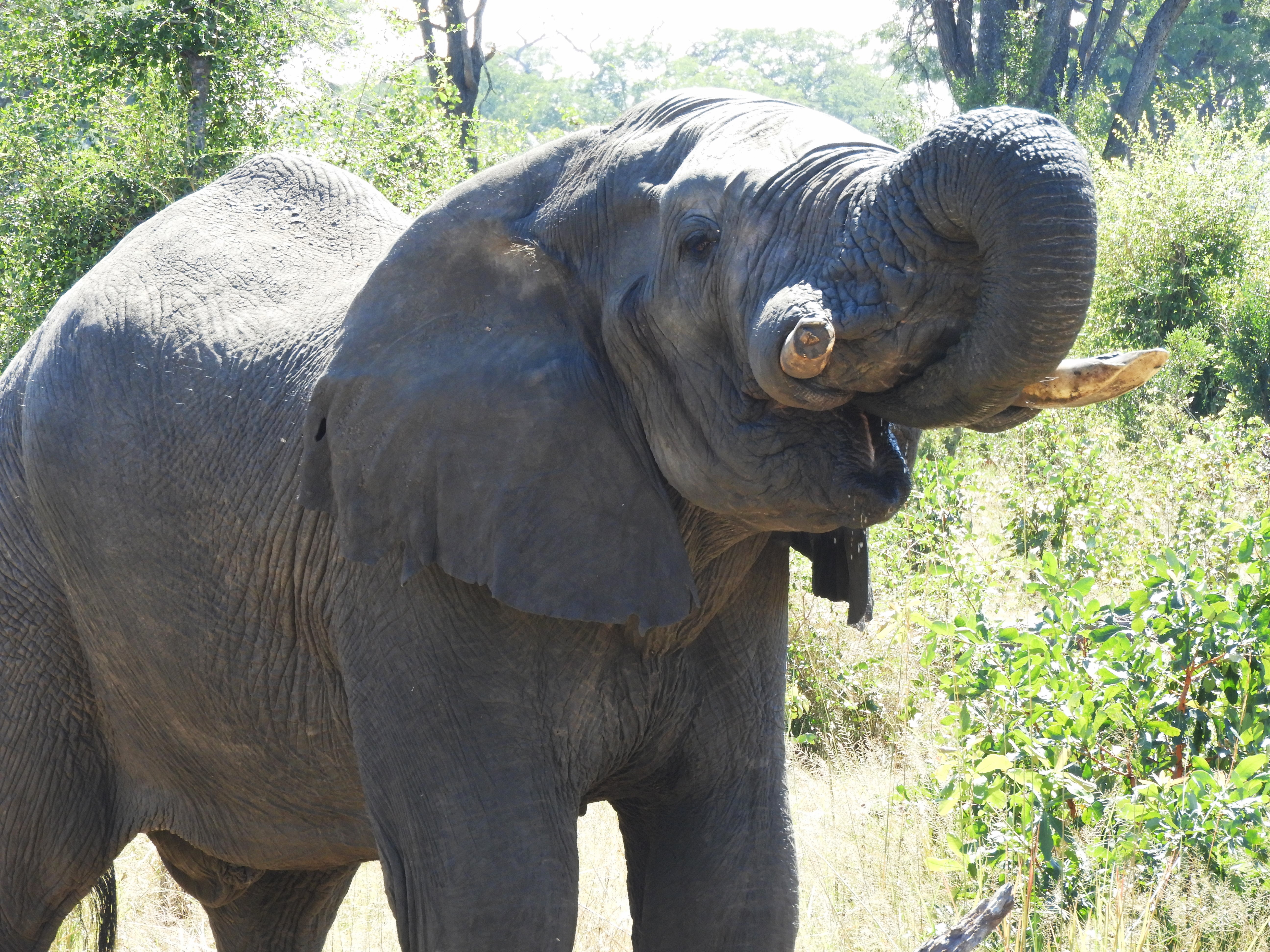 Elefante nel Parco Nazionale del Chobe - Botswana