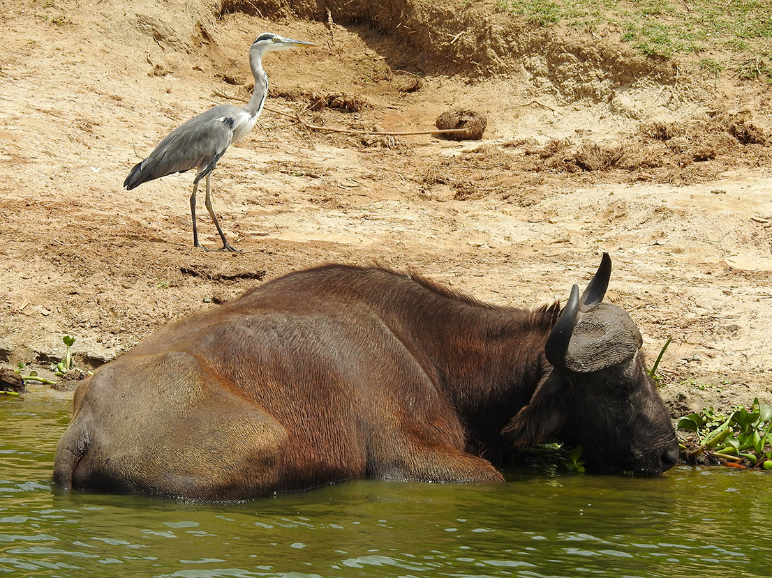 1152 - Bufalo al bagno con airone cenerino - Uganda