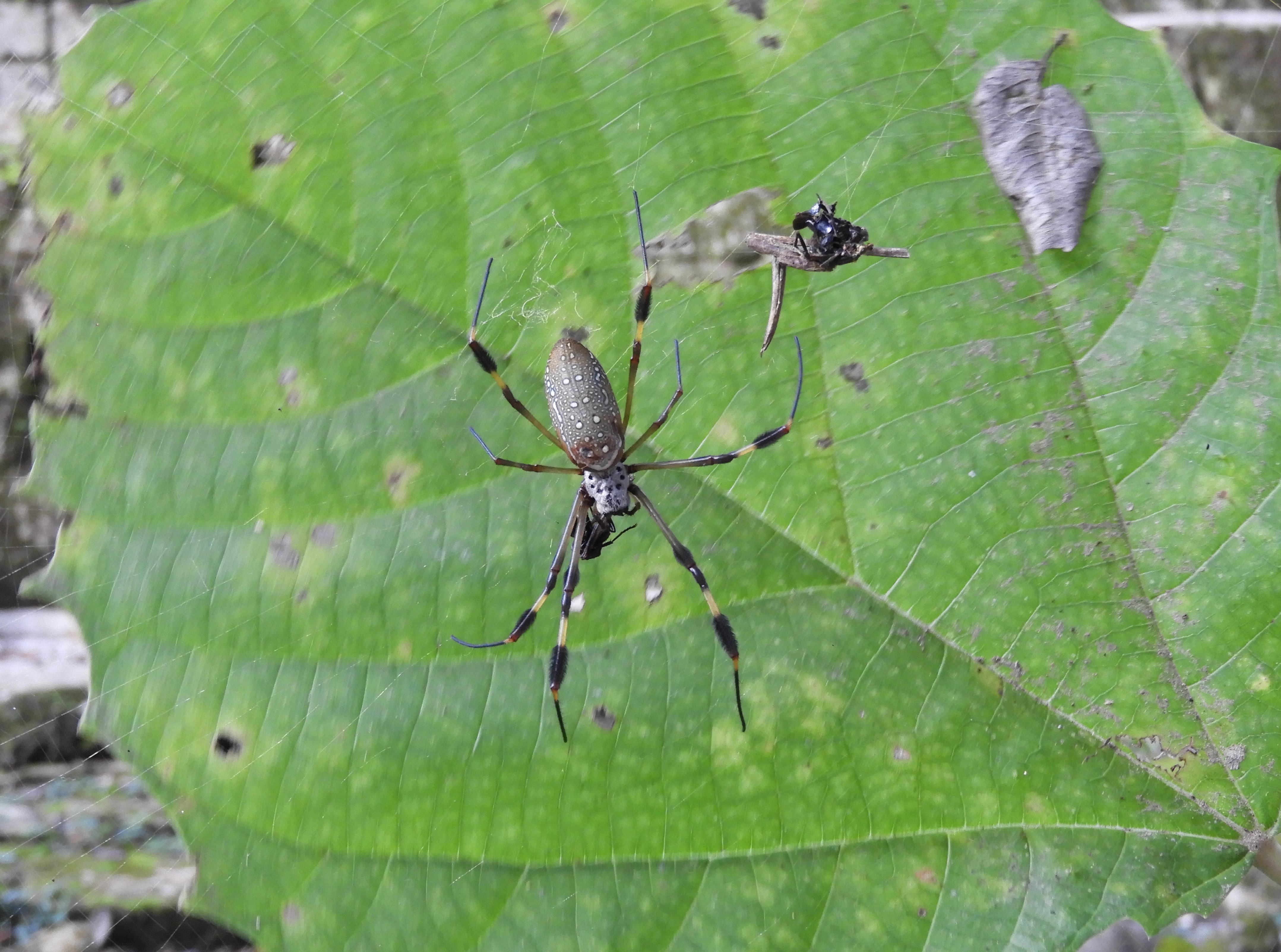 Ragno banana - Honduras