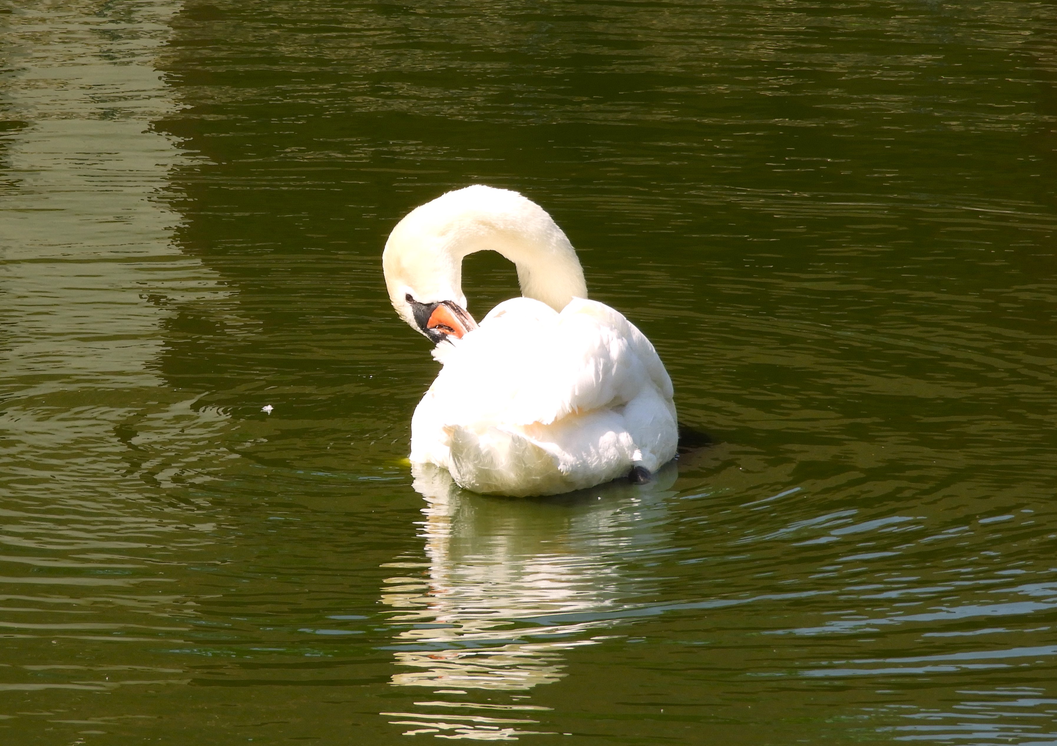 1204 - 022 - Cigno presso il castello di Chenonceau - Francia