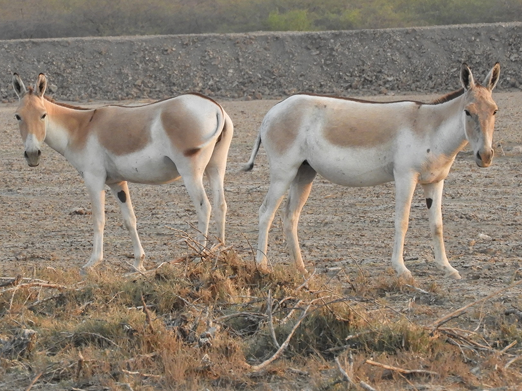 027 - Asini selvatici nel Rann of Kutch - Gujarat
