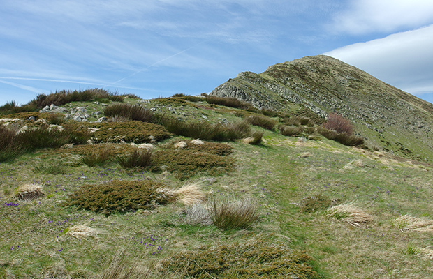 Lâimpronta del cambiamento climatico sulle piante dipende dal tipo di ecosistema: studio su âNatureâ