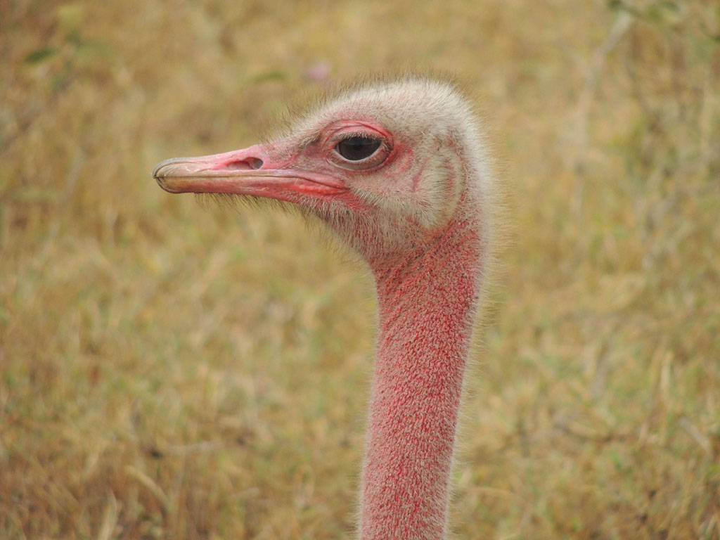 84 - Ngorongoro National Park - Tanzania