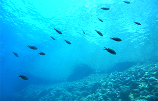 Pubblicato su Science Advances studio che racconta come sono cambiati gli oceani in 25 anni