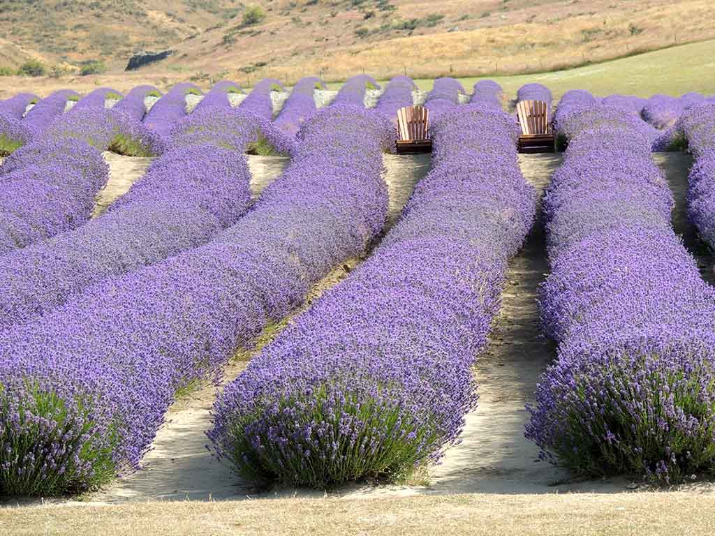 859 - Coltivazioni di lavanda - Nuova Zelanda