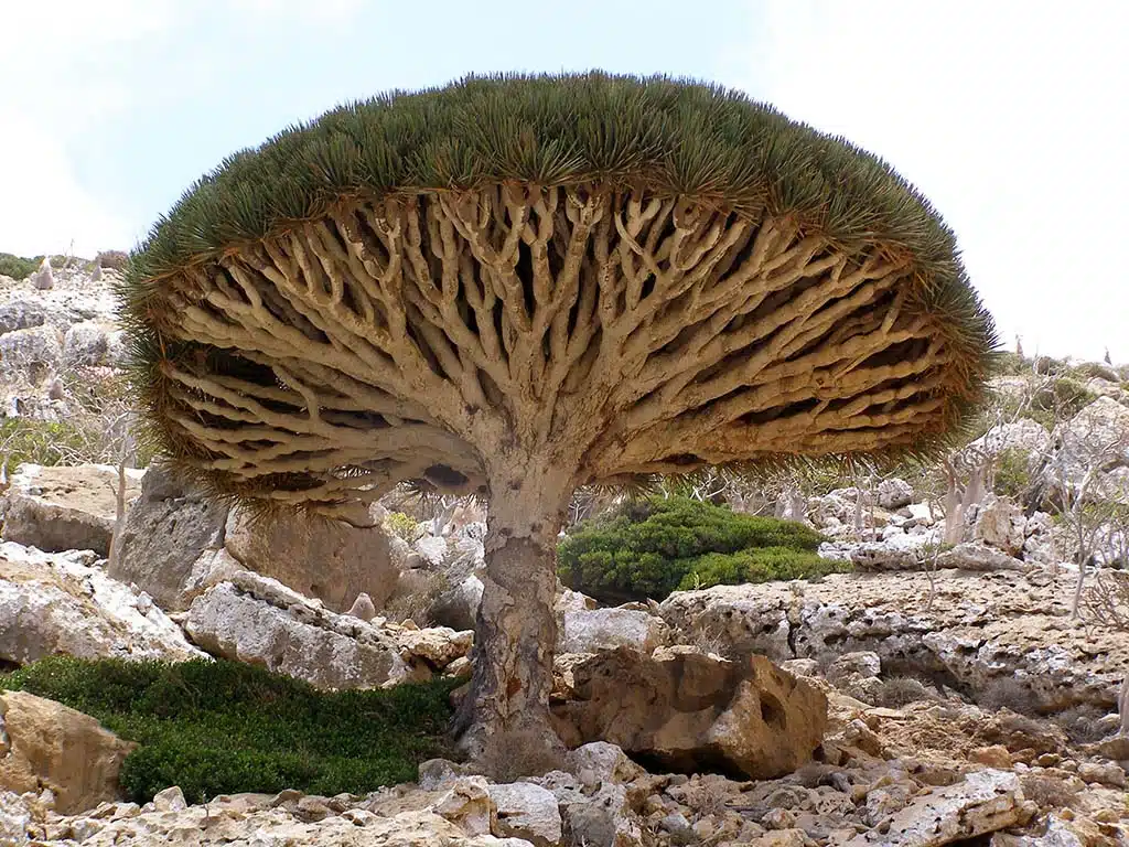 359 - Albero del drago nell'isola di Soqotra - Yemen