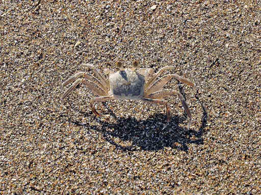 232 - La spiaggia di Mussanah - Oman