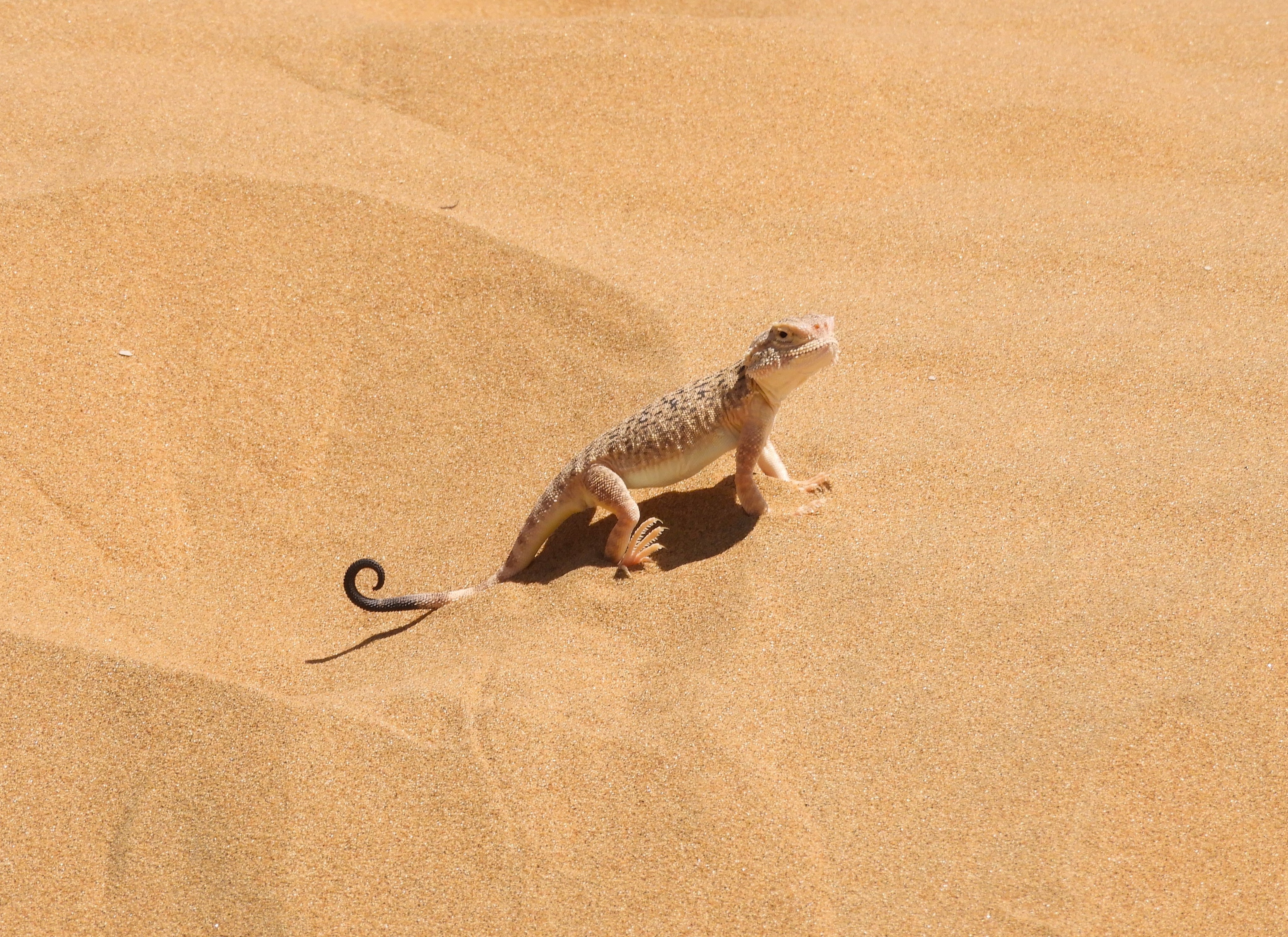 1257 - Abitante del deserto rosso - Uzbekistan