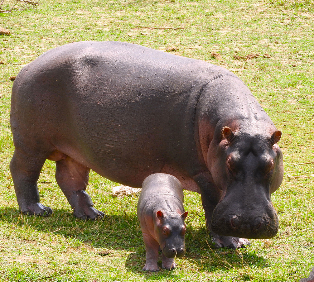 1154 - Ippopotamo con cucciolo - Uganda