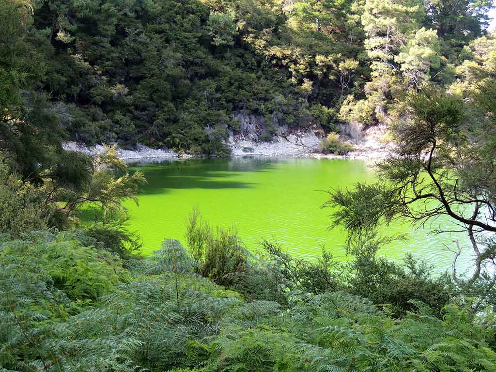 857 - Rotorua parco geotermale di Wai-o-Tapu - Nuova Zelanda