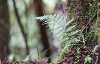 Sustainable forest management: innovation and collaboration at the 2024 Forest Innovation Workshop