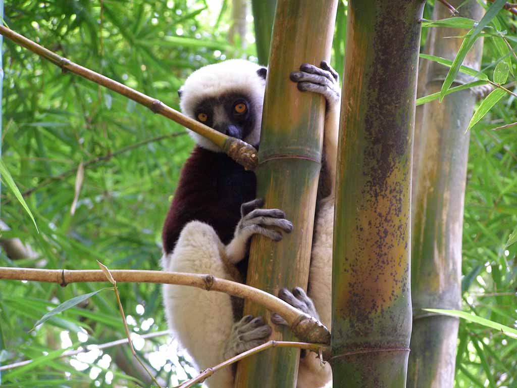336 - Lemure Sifaka - Madagascar