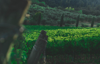 Chianti e Morellino a Wine Paris con oltre 100 etichette e il âraccontoâ del Sangiovese