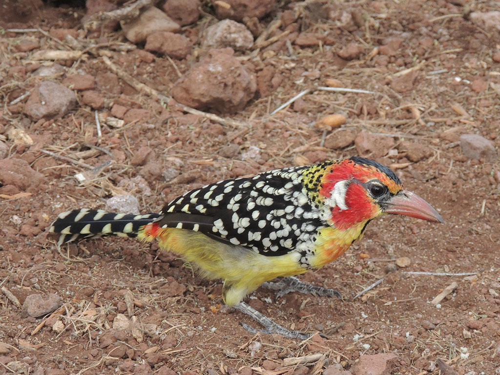 80 - Ngorongoro National Park - Tanzania