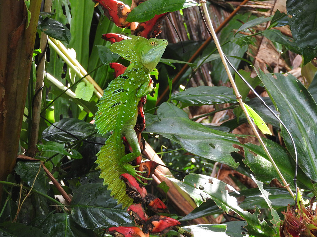 413 - Parco Tortuguero - Lucertola - Costa Rica