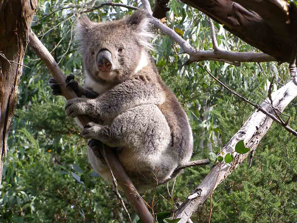 137 - Koala
