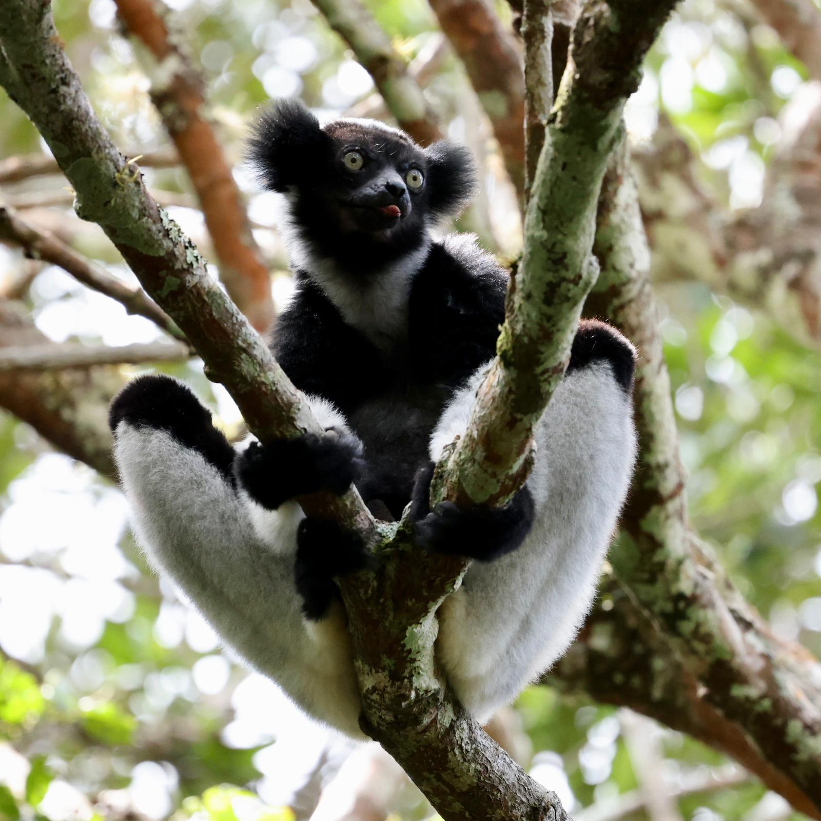 03 - Lemure Indri - Madagascar