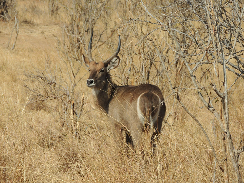 97 - Tarangire National Park - Tanzania