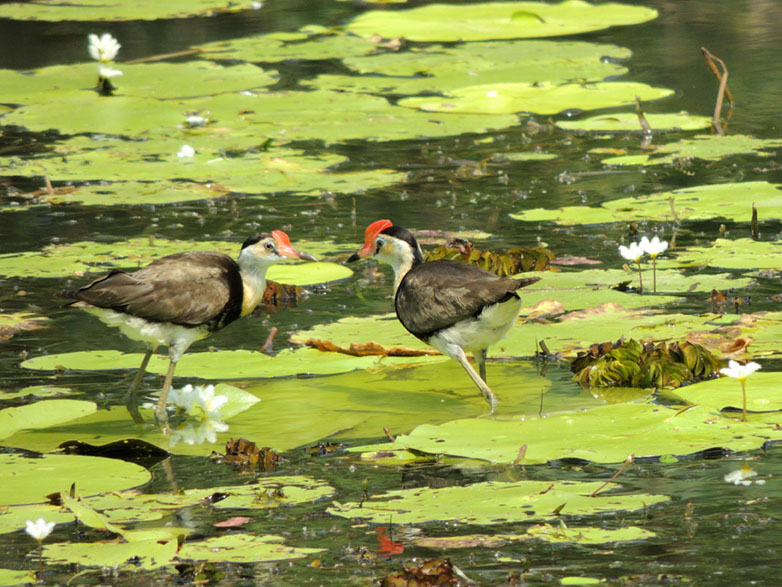 148 - Uccelli GesuÌ Cristo nel Kakadu National Park - Australia