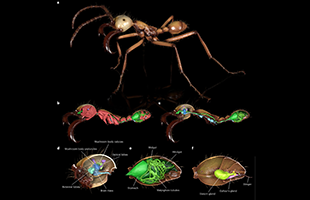 Digitalizzazione della biodiversità animale: l’Università di Parma nel team di un progetto internazionale 