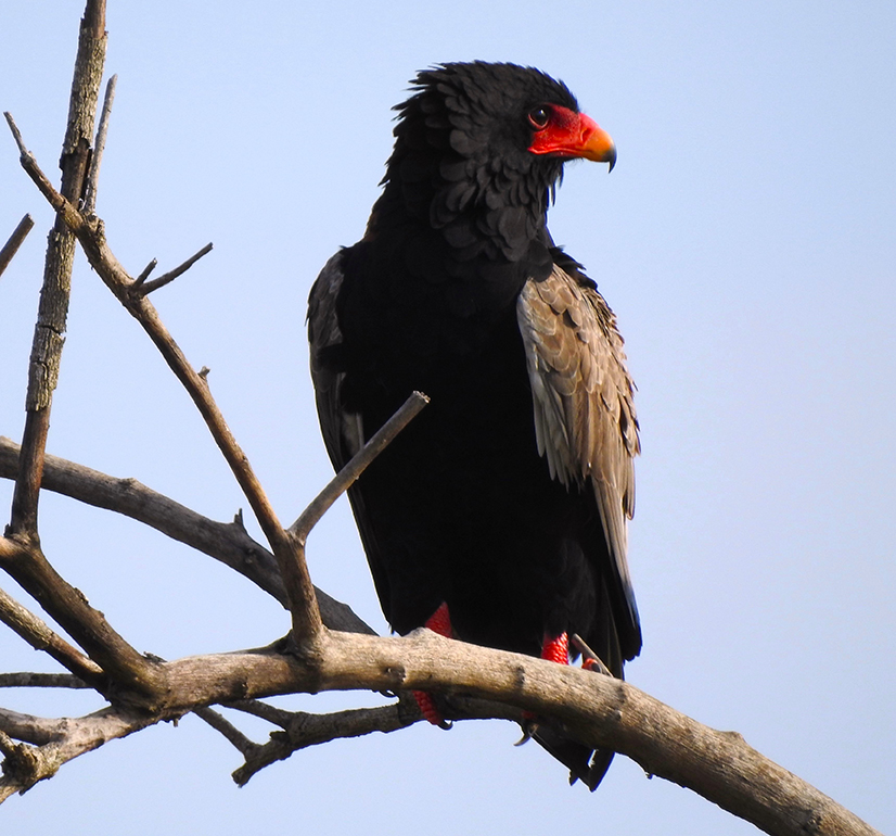 1135 - Aquila Bateleur - Uganda