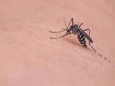 RICERCA, LA ZANZARA COREANA Ã ARRIVATA IN LOMBARDIA