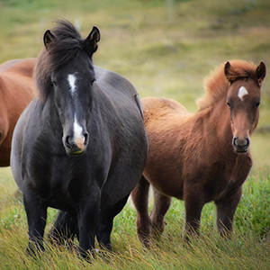 Move toward horse slaughter ban gains momentum in Italy