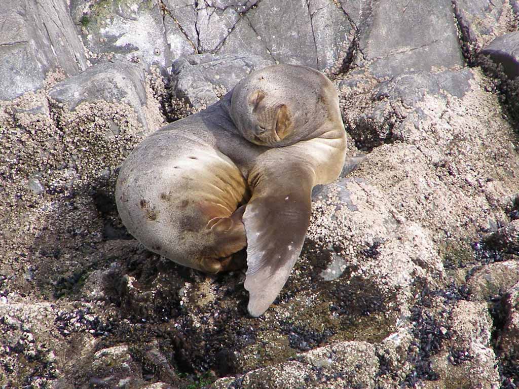 531 - Leone marino in Patagonia - Argentina