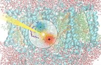 Research: photosynthesis, how light capture begins