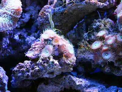 RICERCA, UN PICCOLO GHIOZZO NATIVO COMBATTE UNA DELLE SPECIE ALIENE PIÃ INVASIVE DEL MEDITERRANEO 