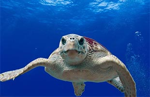 Il mare e la sua nursery: record di nidificazioni di caretta caretta lungo le coste italiane