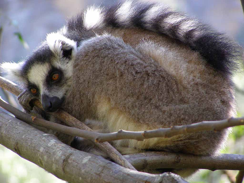 334 - Lemure catta dalla coda ad anelli - Madagascar