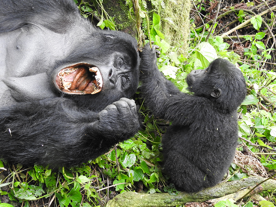 1170 - Gorilla di montagna