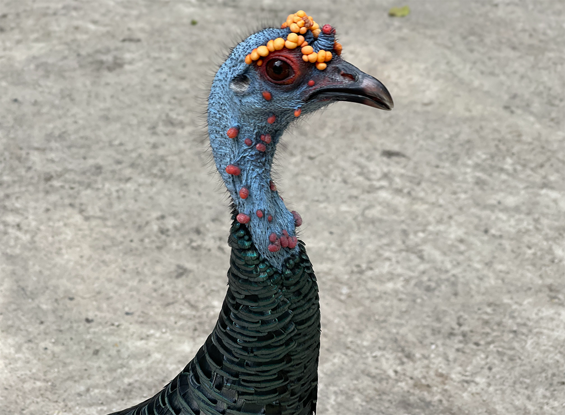 Tacchino ocellato - Guatemala