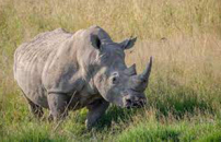 Ricerca, un progetto per contrastare lâestinzione del rinoceronte 