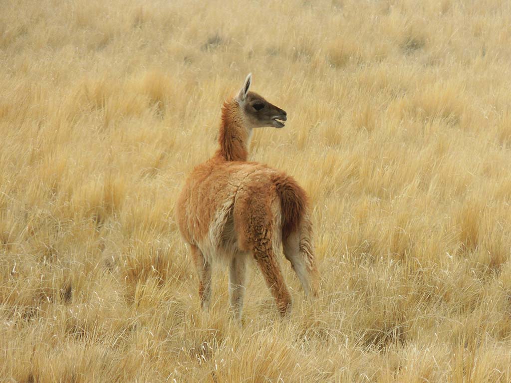 Guanaco - Argentina