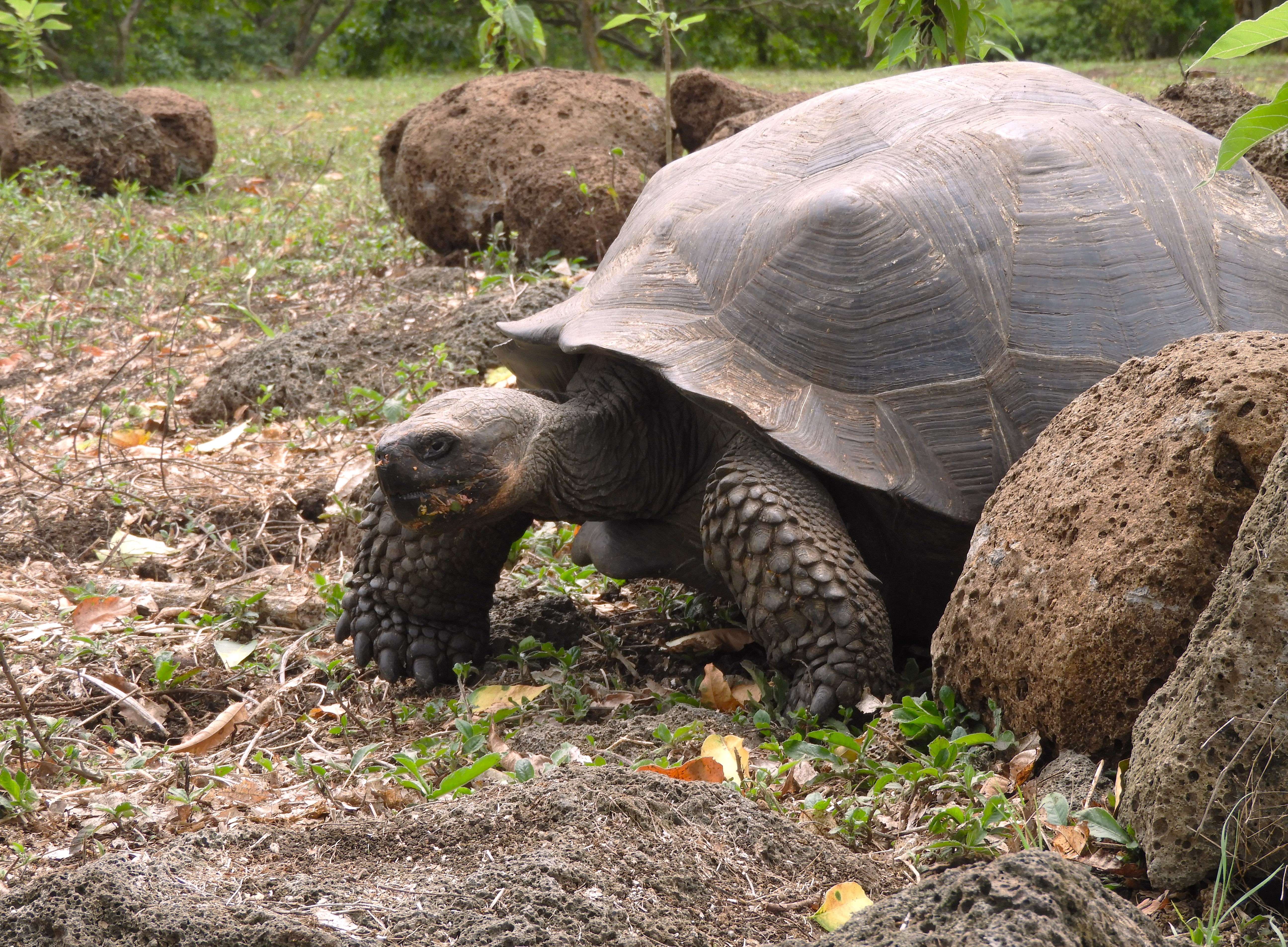 1296 - 026 - Tartaruga gigante di Santa Cruz alle Galapagos