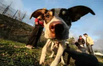 BOOM DI CANI E GATTI NELLE CASE DEGLI ITALIANI: SONO 14,5 MILIONI