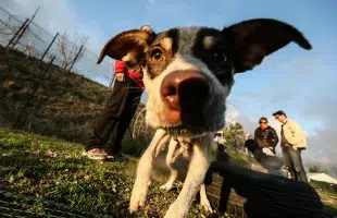 BOOM DI CANI E GATTI NELLE CASE DEGLI ITALIANI: SONO 14,5 MILIONI