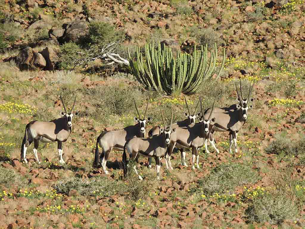 131 - Orici - Namibia