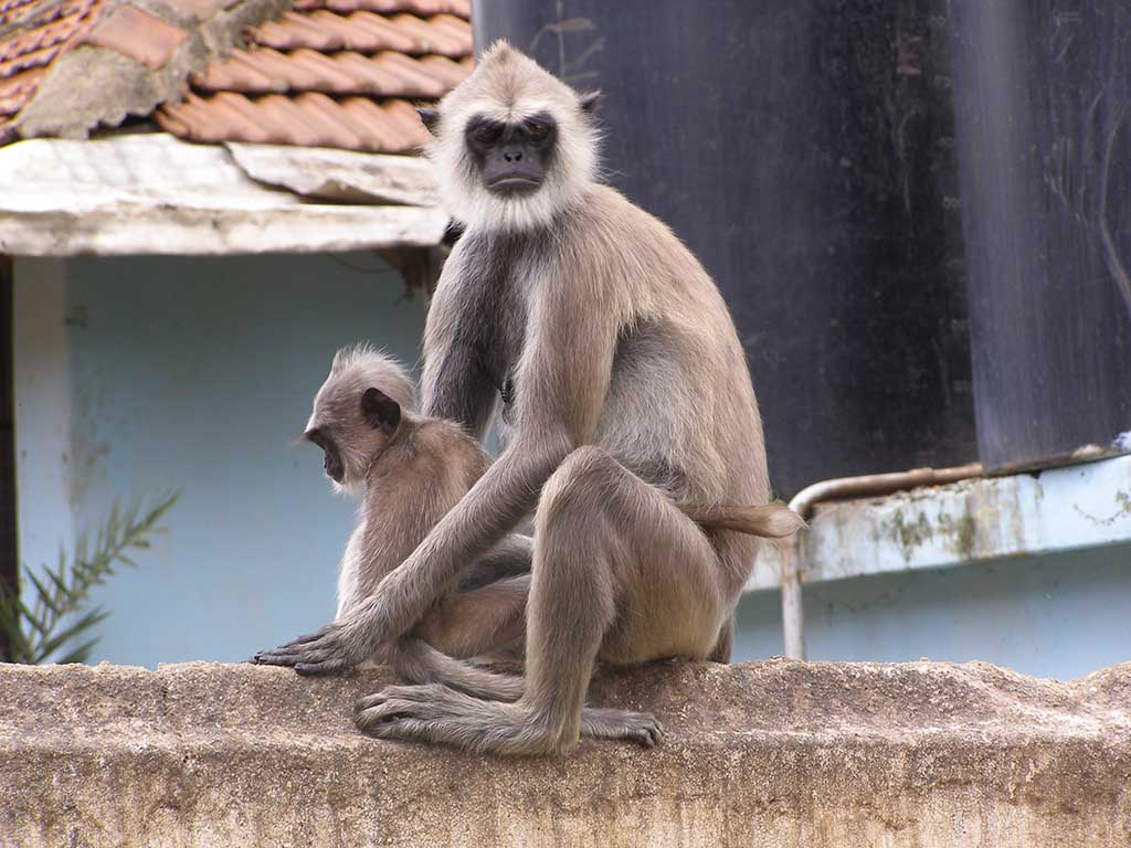 321 - Sri Lanka