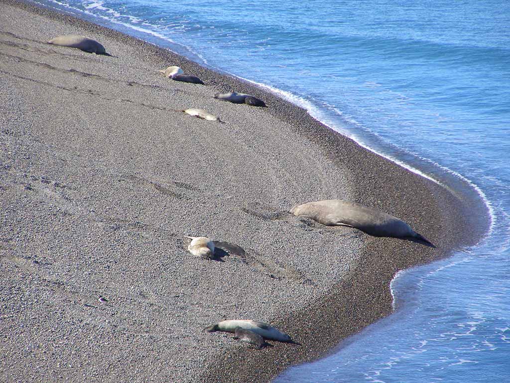 525 - Spiaggia con elefanti marini a Punta Delgada nella Penisola di Valdes - Argentina