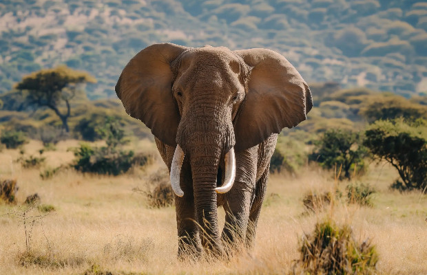 ELEFANTI, IN 100 ANNI PERSI <BR> 90% ESEMPLARI AFRICANI