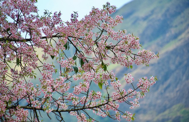 SCOPPIA LA PRIMAVERA, <BR> FINO AD OLTRE 20 GRADI