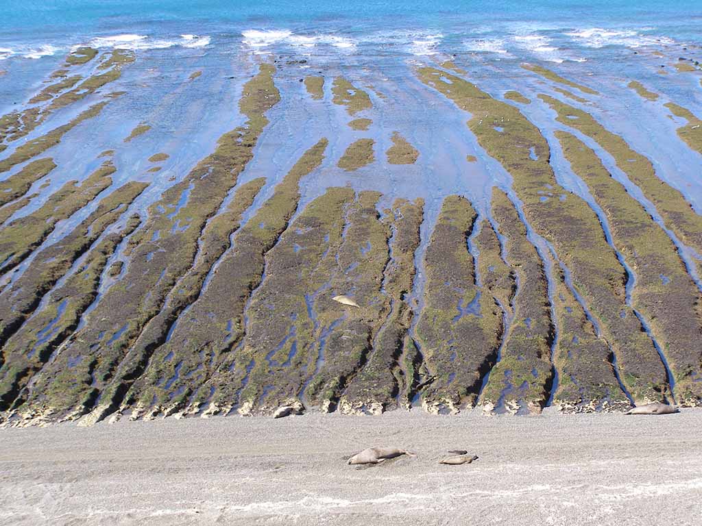 524 - Spiaggia con elefanti marini a Punta Delgada nella Penisola di Valdes - Argentina