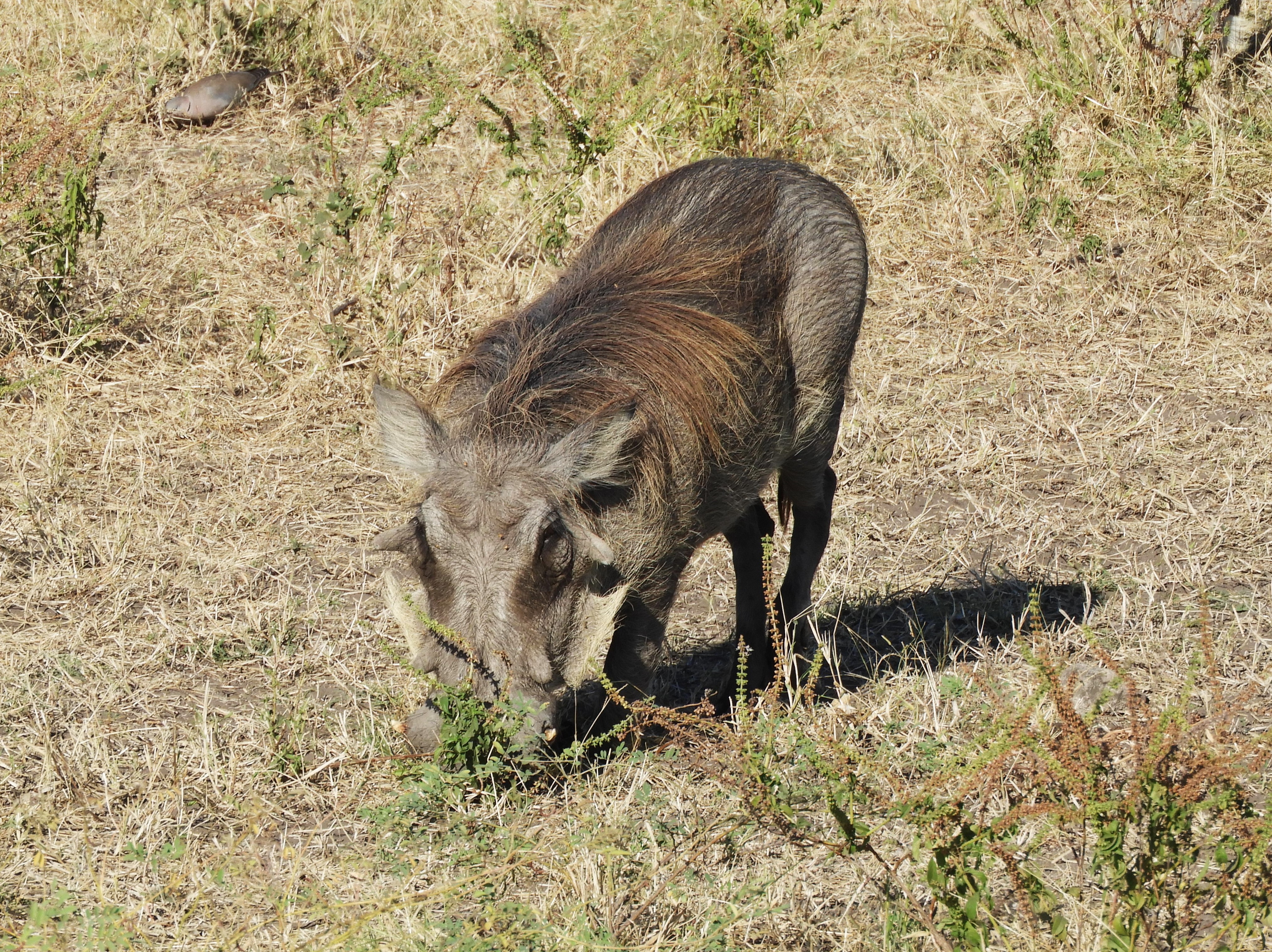 Facocero nel Parco Nazionale del Chobe - Botswana