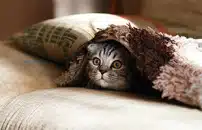 Animali domestici si, ma con buon senso