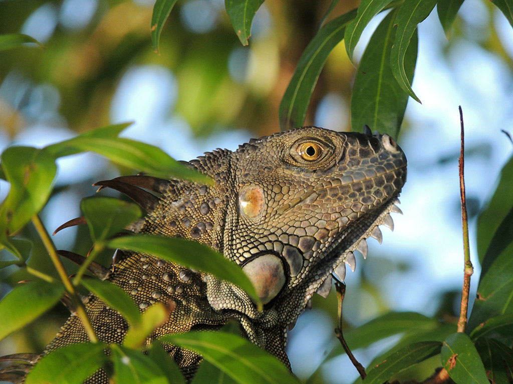 409 - Parco Tortuguero - Iguana - Costa Rica