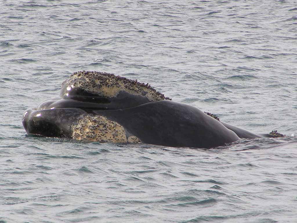 527 - Balena franca a Puerto Madrin - Argentina