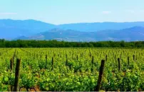 CALDO: SOS COLTIVAZIONI: <br> PIOGGIA DIMEZZATA (-51%)